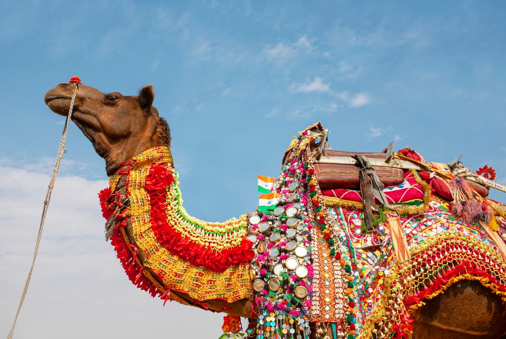 Riding camel