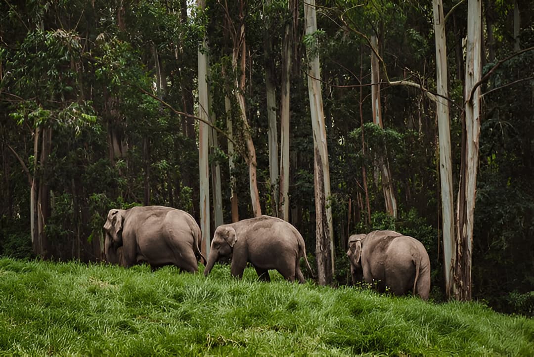 elephants