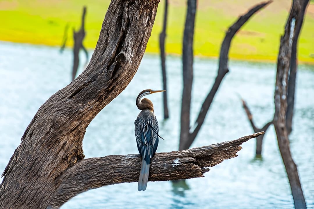 Periyar National Park