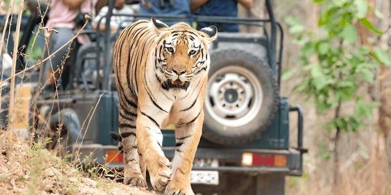 Ranthambore National Park