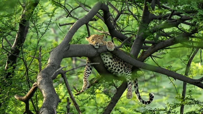 Kanha Safari