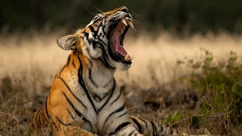 Bandhavgarh Safari