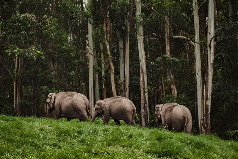 Periyar