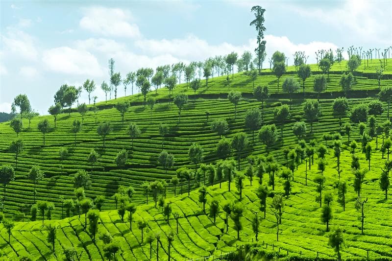 Ooty