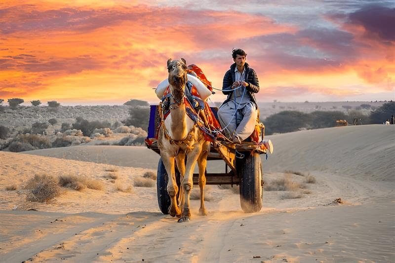 Riding camel