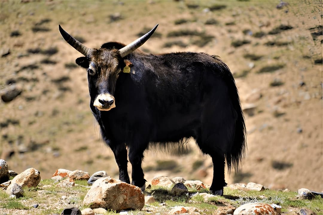 Thachunche – Nimaling