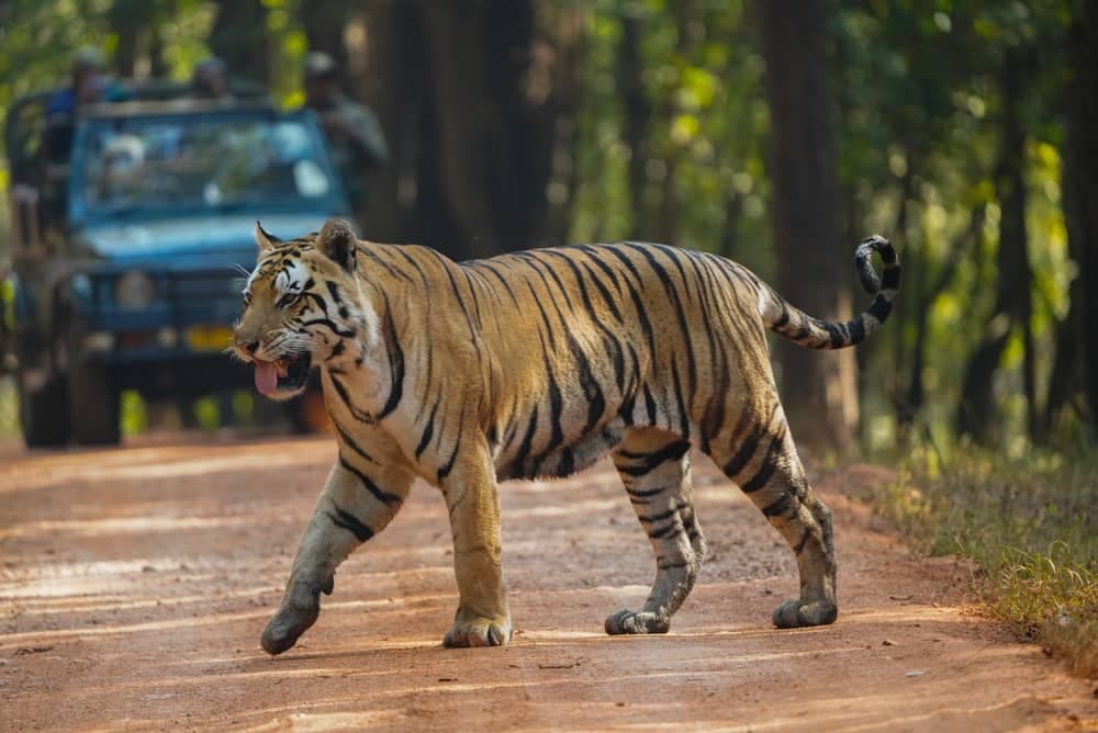 Bandhavgarh: Highest Tiger Density in India Safaris