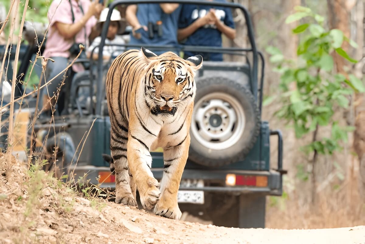 Ranthambore